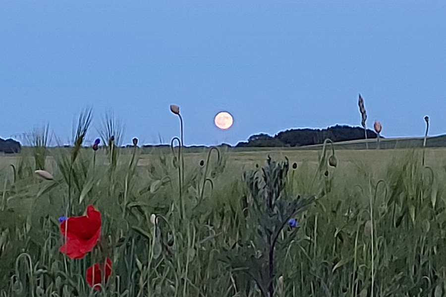 Der Mond so riesengroß - auf einem Feld auf Rügen